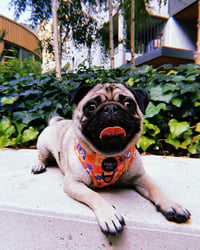 Gromit