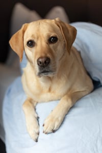 Chloe
