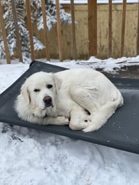 Bubba