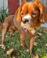 Hazel