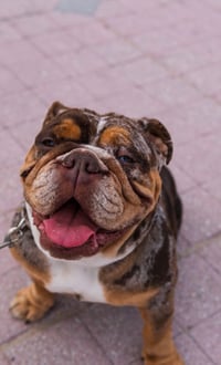 Nova
