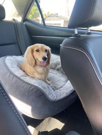 Penny