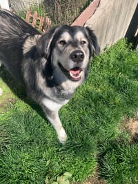 jax