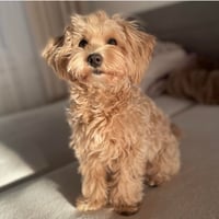 Hugo