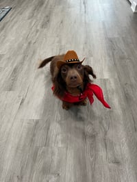 Alfie