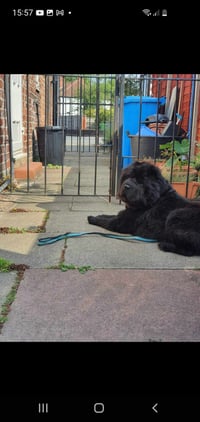 Kovu