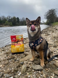 Kuma