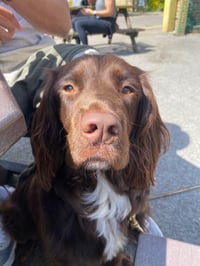 Milo