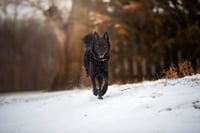 Hades