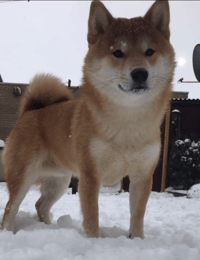 Djiro