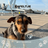 Rafeltje
