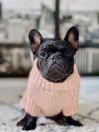 Miss Donatella The Frenchie
