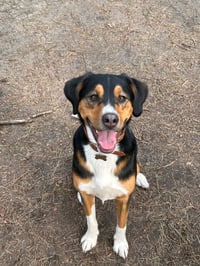Olaf