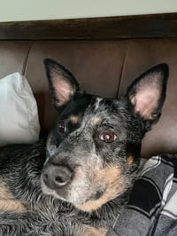 Stella