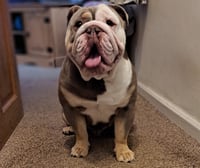 Butch
