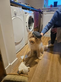 Alfie