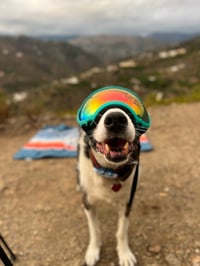 Papi - Blind Dog
