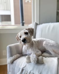 Winston