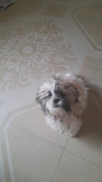 zoe