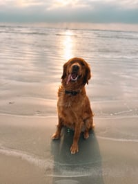 Maggie Mae