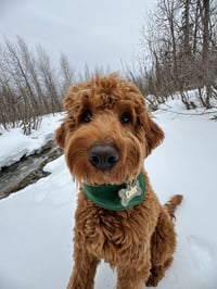 Cedar