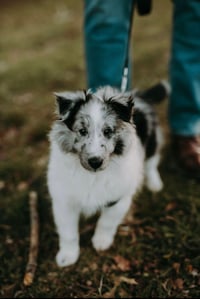 Tucker