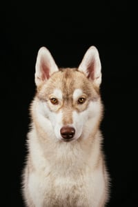 Runa