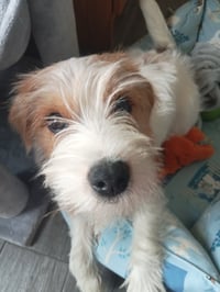 Basil