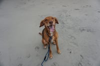 Remington