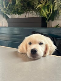 Hudson