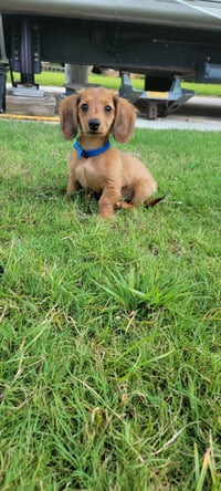 Sawyer