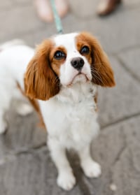 Rosie