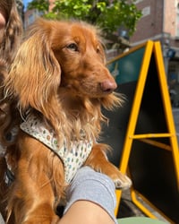 Vito