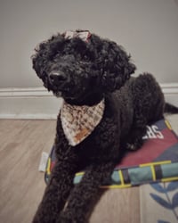 Basil