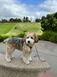 Kipper