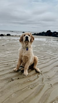 Oliver