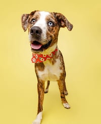 Pickles
