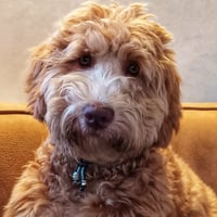 Ollie
