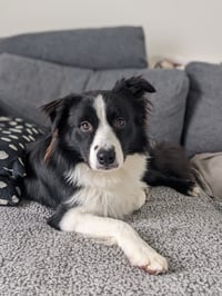 Echo