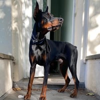 Koba