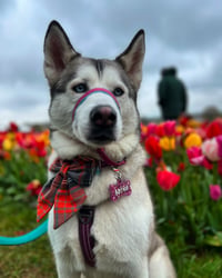 Nova