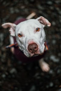 Marley