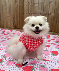 Pollyanna