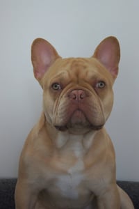 Rex