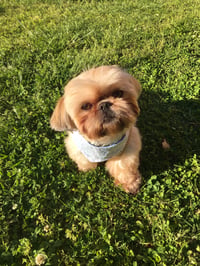 Laila