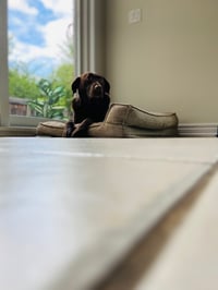 Diesel