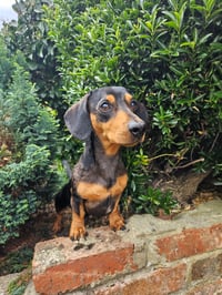 Oskar