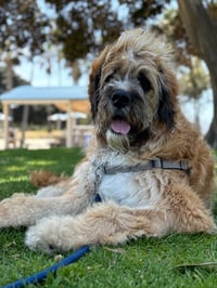 Chewie