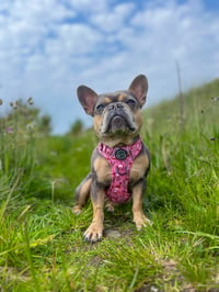 Nora