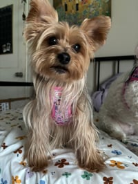 Caramelo